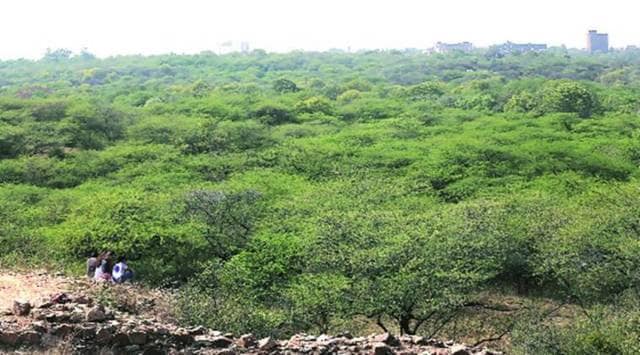 The RTI response says that around 37.54 hectares of non-forest land for compensatory afforestation is in the Yamuna floodplain area. A total of 35.16 hectares is in the Madanpur Khadar area.