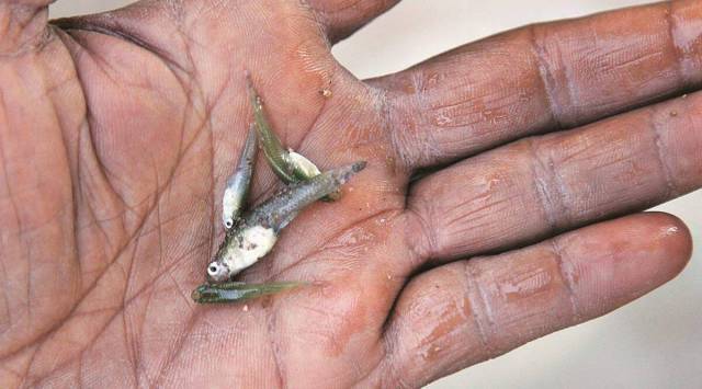 Th mosquitofish, generically known as Gambusia, eat larvae of dengue-breeding mosquitoes in ponds to check the spread of the disease. (Express File Photo)