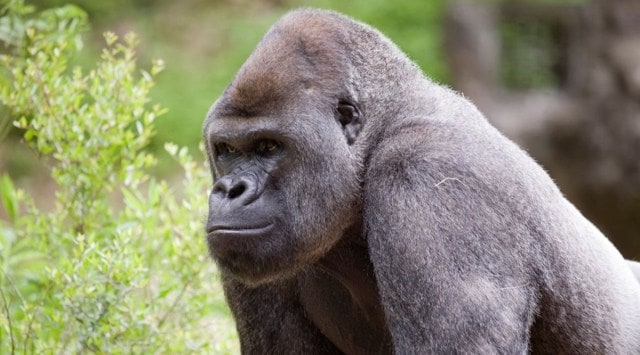 The Atlanta Journal-Constitution reported 13 gorillas had tested positive for the virus. (Twitter/@ZooATL)