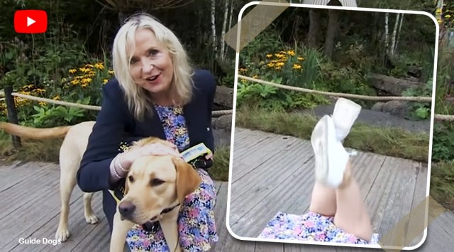 bbc weather reporter guide dog viral video, Guide Dog pulls Carol Kirkwood to the Ground at Chelsea Flower Show, trending, indian express, indian express news