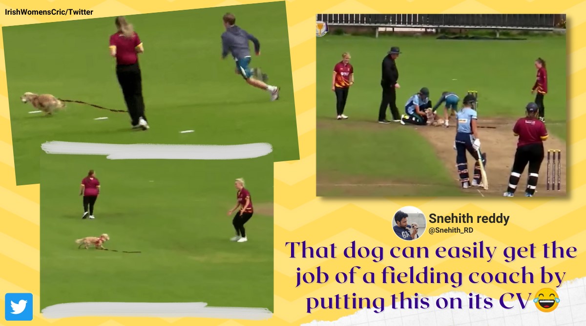 ‘Best Pitch-invader Ever’: Dog Runs Away With Ball During T20 Match ...