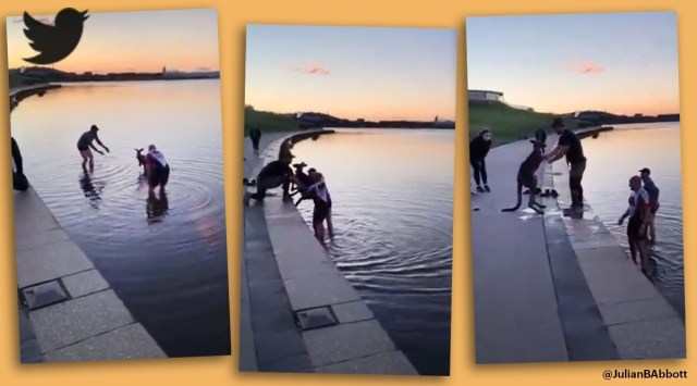 men save kangaroo, kangaroo saved from freezing lake, canberra kangaroo lake rescue, kangaroo Lake Burley Griffin, viral news, good news, indian express