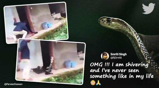 king cobra, king cobra rescue video, king cobra viral video, 14 feet king cobra rescue, karnataka king cobra rescue, viral videos, indian express,