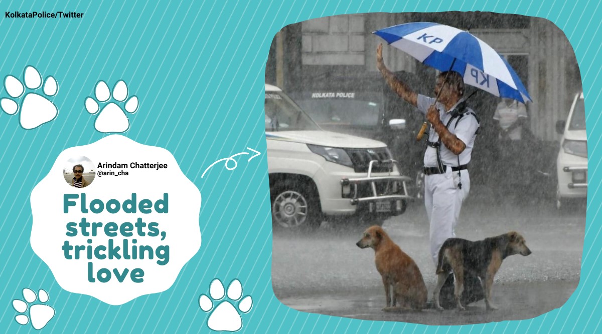 kolkata, kolkata rains, kolkata police dogs umbrella shelter pic, dogs shelter traffic police umbrella, viral news, indian express, kolkata weather