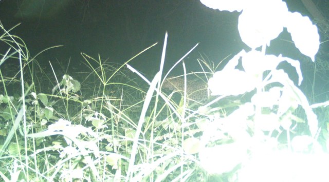 As this is the first time camera traps have been placed within the sanctuary, it is also the first instance of a leopard being captured in a camera trap image.
