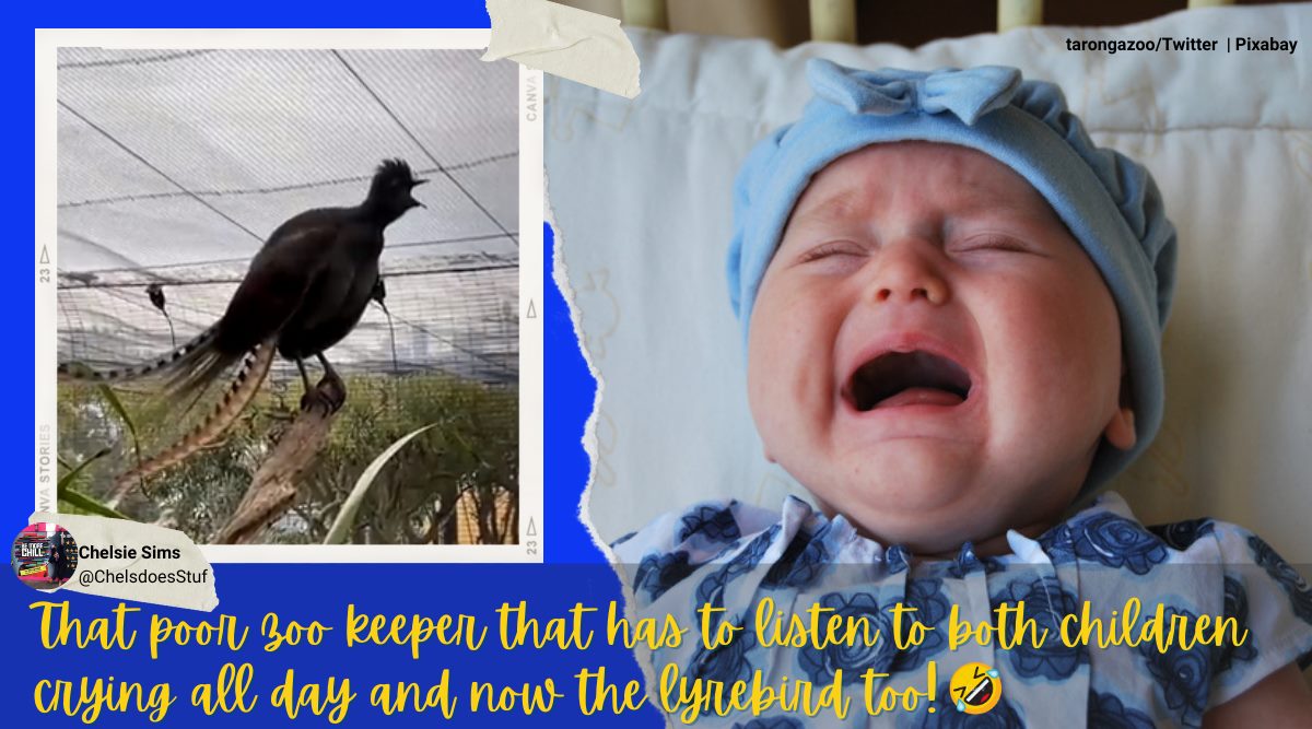 That's scary!': Lyrebird at Australian zoo perfectly mimics baby's cry,  leaves netizens stunned | Trending News,The Indian Express