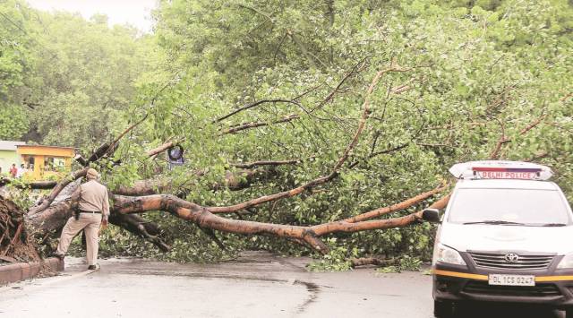 Tree uprooted at Pandara road after heavy rain in Delhi on Wednesday (Express photo by Prem Nath Pandey)