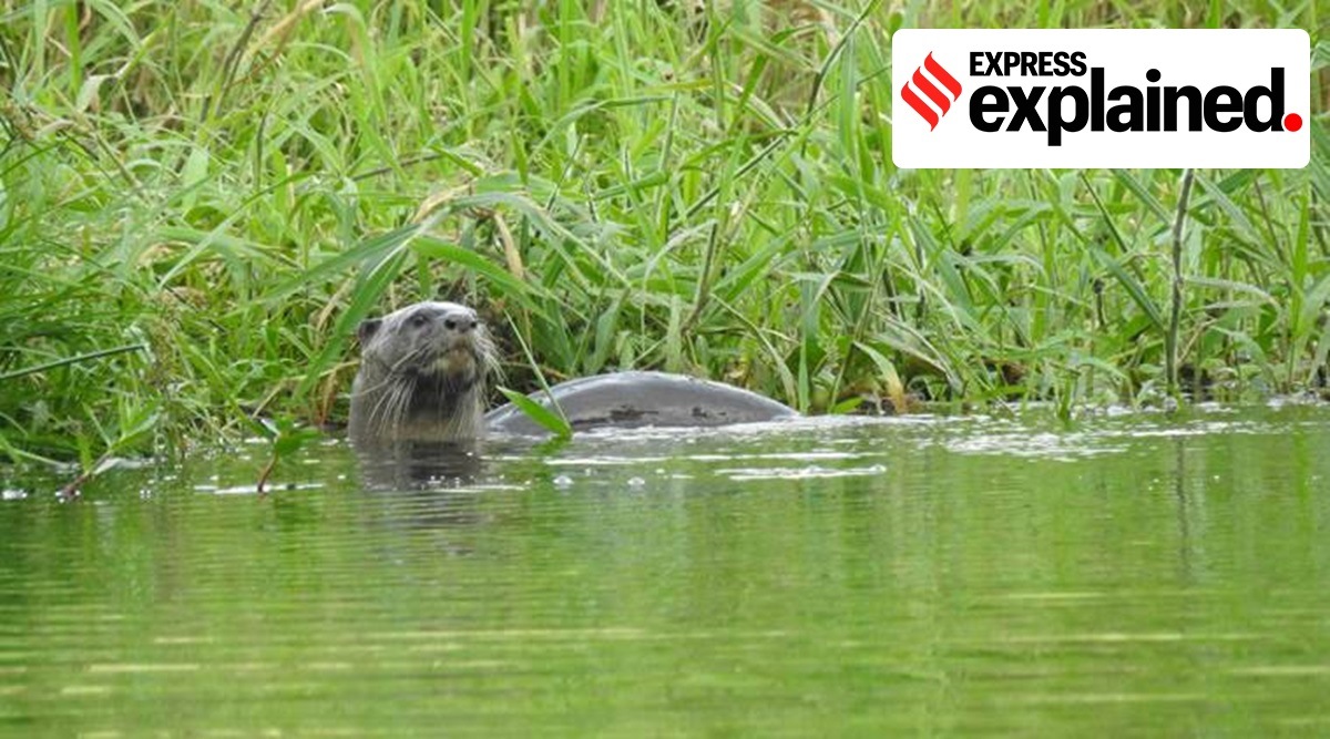 A representational image of an otter