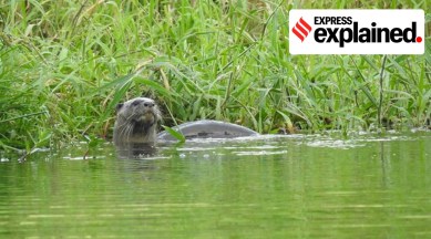 A representational image of an otter