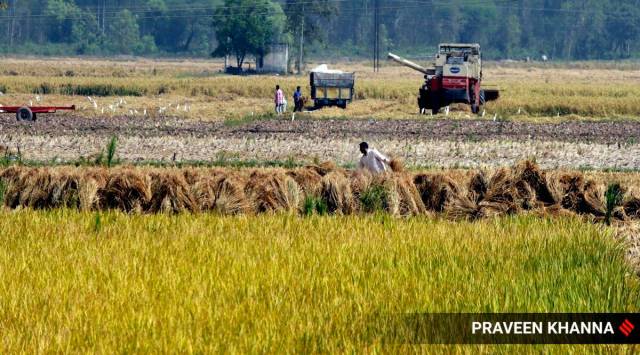 A farmer working on his field after his paddy crop is ready. (Express file photo by Praveen Khanna)