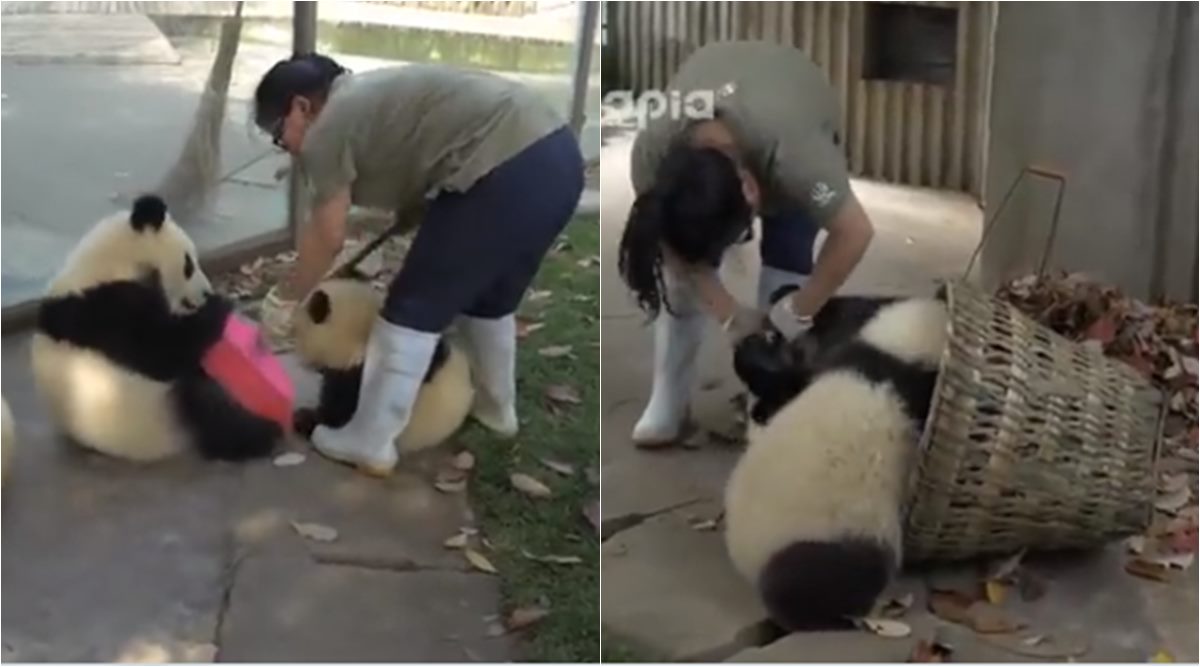 panda cute videos, baby panda videos, pandas stop nanny from cleaning, China's Chengdu Research base, cute animal baby videos, indian express