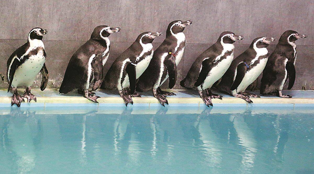 Penguins in Mumbai