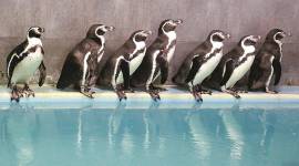 Byculla Zoo,  Byculla Zoo mumbai, Byculla Zoo penguins, zoo in mumbai, BMC, penguins, penguins in india, indian express news, indian express, mumbai news, current affairs