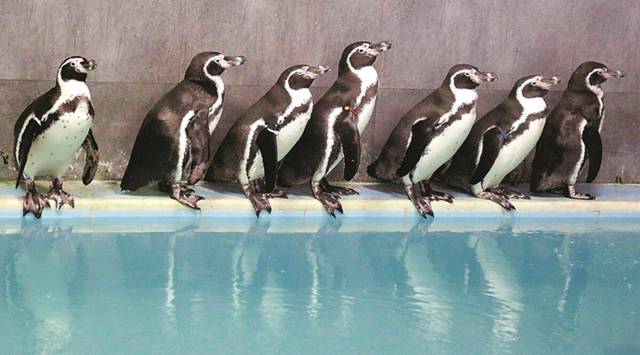 Byculla Zoo,  Byculla Zoo mumbai, Byculla Zoo penguins, zoo in mumbai, BMC, penguins, penguins in india, indian express news, indian express, mumbai news, current affairs