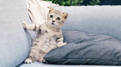 Cat folded into sofa bed wins award for most unusual pet insurance story