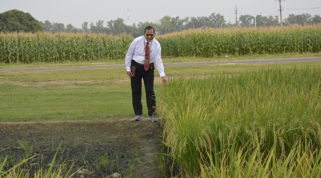 IARI director AK Singh at a trial field containing both herbicide-tolerant basmati and normal basmati (left plot), whose plants have been killed along with weeds after spraying Imazethapyr. (Photo by Harish Damodaran)