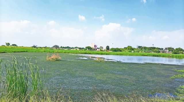 Inundated paddy fields at Rawta. (Photo: Abhinaya Harigovind)