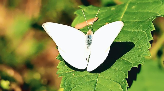 Common albatross, one of the rarely sighted butterflies.