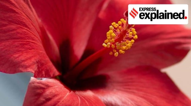 Pollen calendar, Chandigarh news, What is pollen calendar, Chandigarh pollen calendar, Indian Express