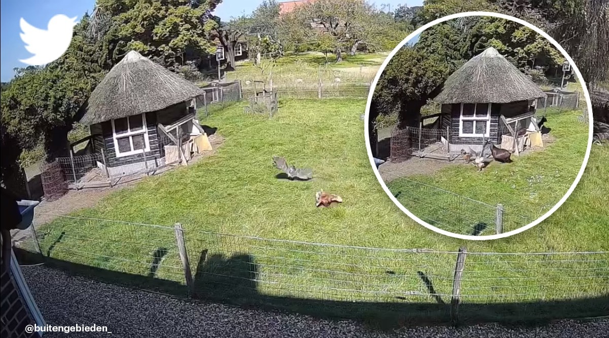 rooster and goat save hen from hawk attack viral video, Netherlands, Gelderland, viral video, goat rooster viral clip, trending, indian express, indian express news