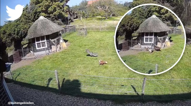 rooster and goat save hen from hawk attack viral video, Netherlands, Gelderland, viral video, goat rooster viral clip, trending, indian express, indian express news