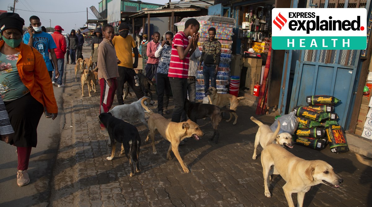 c.1.2 variant, c.1.2, covid c.1.2, new covi variant c.1.2, south africa, new covid variant south africa, c.1.2 strain, new covid variant, indian express