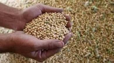 maharashtra soya bean prices