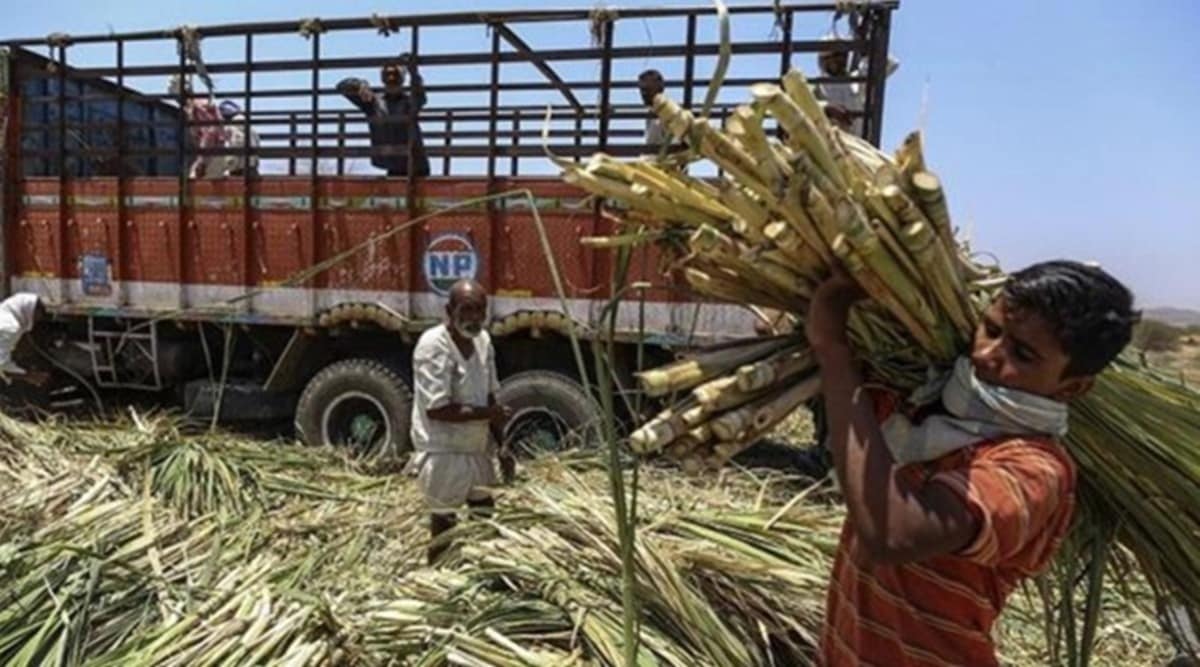 The agents have the contract to appoint labourers for cane cutting after harvest.