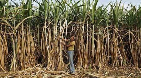 Sugarcane, Sugarcane farming, Irrigation, Drip irrigation, Marathwada, Pune, Pune news, Indian express, Indian express news, Pune latest news
