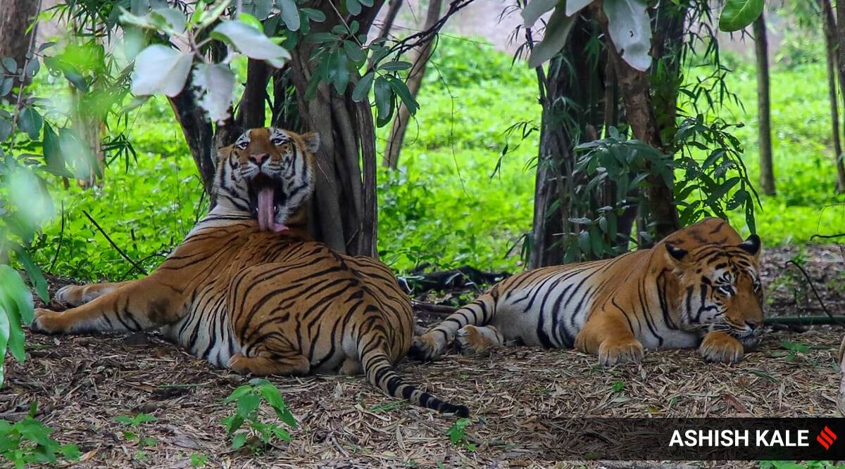 Seven fatal tiger attacks in one month brings forth Gadchiroli as new man- animal conflict hotspot | Mumbai News