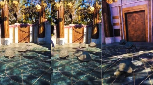 turtles running video, tortoise running videos, turtles running in speed video, Vernon James Manlapaz, Vernon James Manlapaz videos, indian express