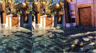 turtles running video, tortoise running videos, turtles running in speed video, Vernon James Manlapaz, Vernon James Manlapaz videos, indian express