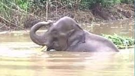 Odisha, ODRAF, Elephant stuck in river, Mahanadi river, hirakud dam, mahanadi, indian express, indian express news, current affairs, odisha news
