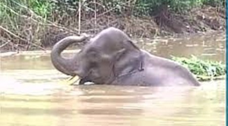 Odisha, ODRAF, Elephant stuck in river, Mahanadi river, hirakud dam, mahanadi, indian express, indian express news, current affairs, odisha news