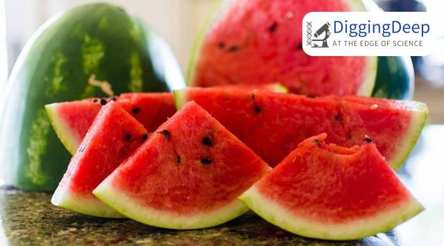 watermelon