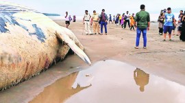 mumbai whale