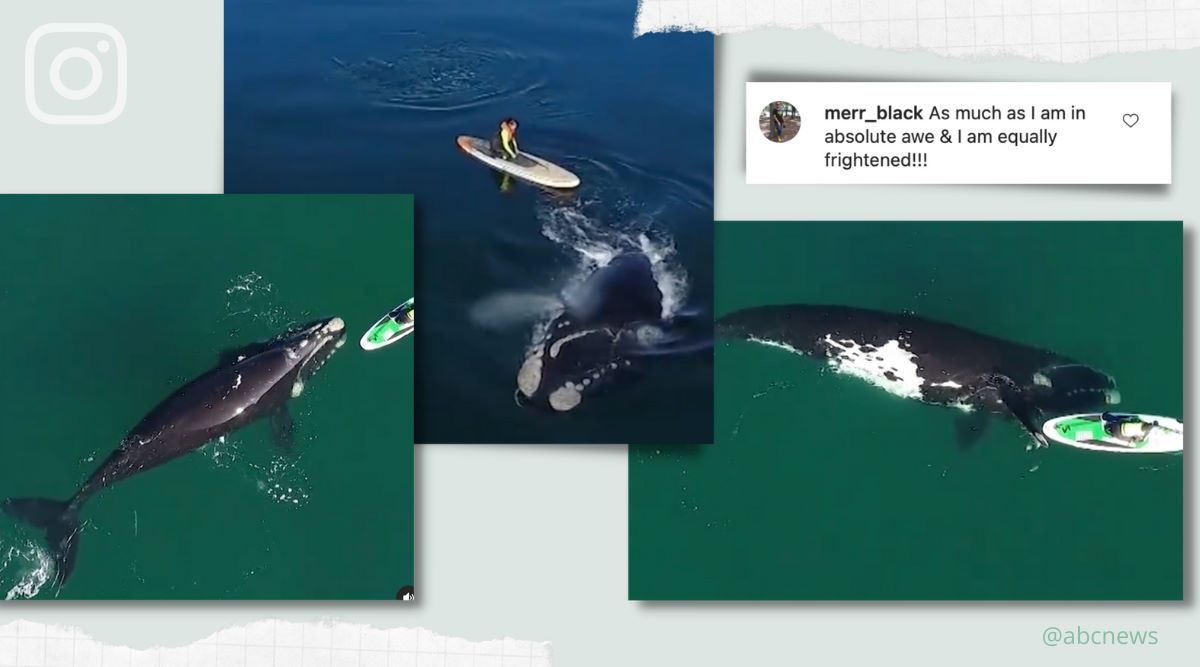 Golfo Nuevo Whale, Whale paddleboarder viral video, Whale viral video, Argentina whale viral video, trending, indian express, indian express news