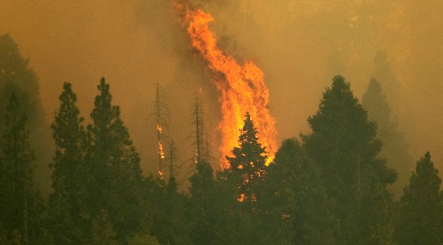 The Windy Fire burns in Sequoia National Forest, California on Sept. 16, 2021. (AP)