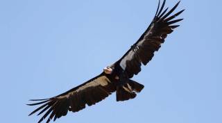 California condor