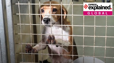 Over the last few years, advocacy groups have increased pressure on the South Korean government to close down markets, farms and restaurants connected with dog meat (Reuters)