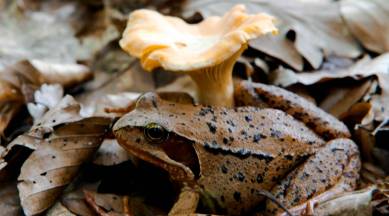 frog mushroom
