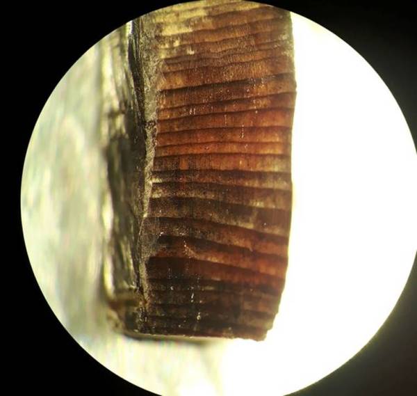 wood fragment from the Norse layers at the L’Anse aux Meadows Viking settlement