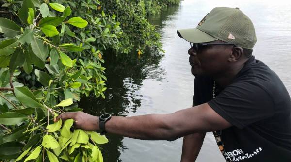 gabon mangrove