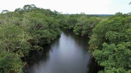 gabon mangrove