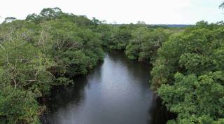 gabon mangrove