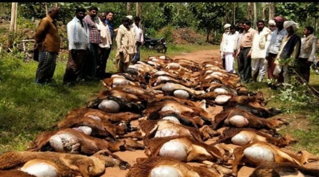 A post-mortem was conducted  and found enterotoxemia to be the cause of death. The samples were sent to IAH&VB, Bengaluru, as well for confirmation.” (Express photo)