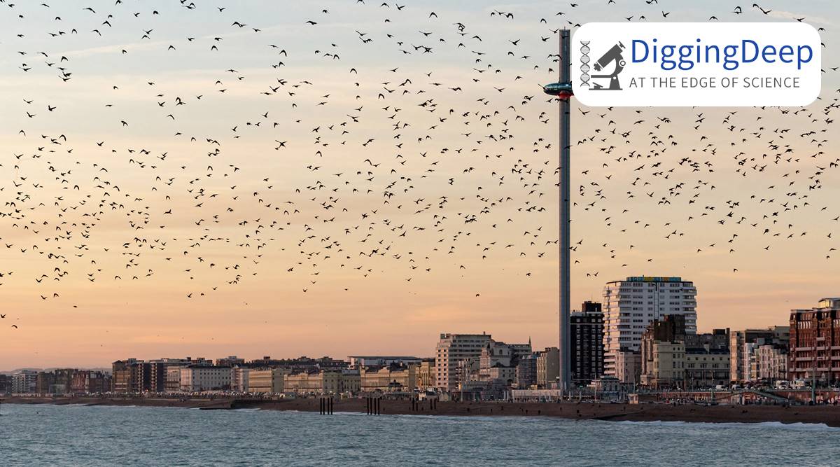 chicago bird collision