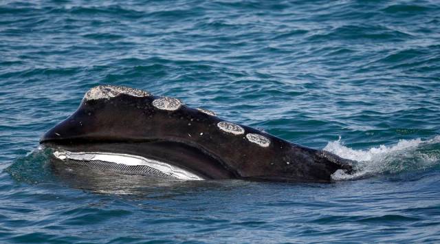 Right Whale Deaths