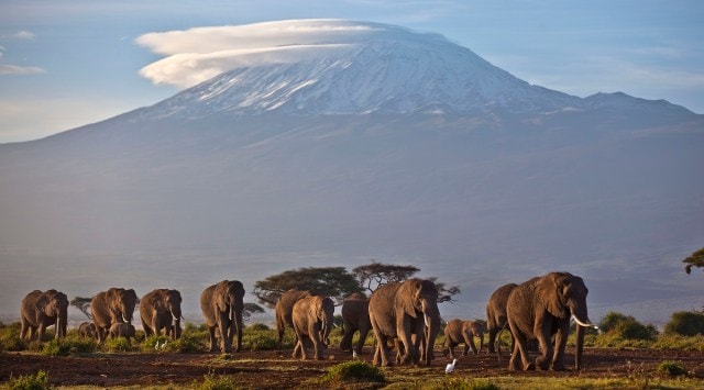 File photo of Mount Kilimanjaro topped with snow in the background. Africa's rare glaciers will disappear in the next two decades because of climate change, a new report warned. (AP)