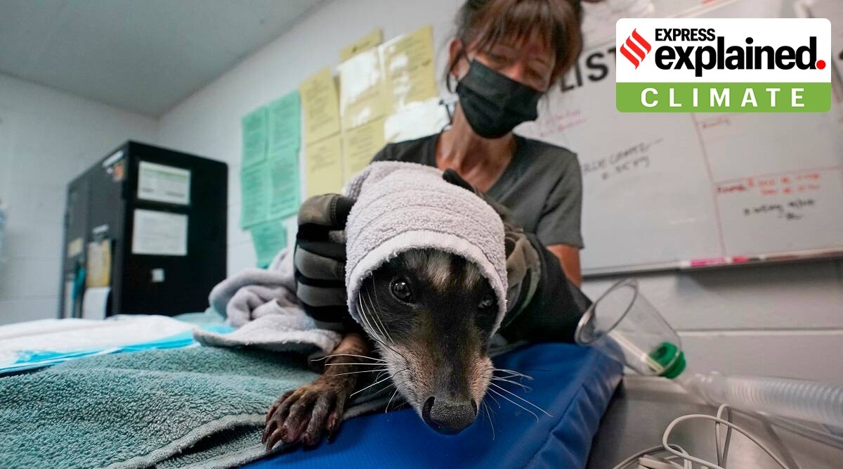 Dana Fasolette uses a towel to hold a raccoon under treatment for burns at the Gold Country Wildlife Rescue in California. (AP)